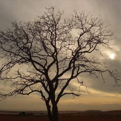 SalamAlan1's profile picture. *****الحياة تتعلم منها الدروس