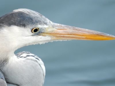 8maxnote's profile picture. 眠たい/車酔い/頭痛い/猫背/猫舌/水樹奈々/田村ゆかり/辛くないの/コカコーラ/ちょっと前の歌/路線図/ごま油