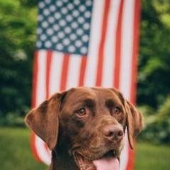 Patriotic Pets pairs veterans with animals in an attempt to provide companionship and eliminate the emotional scars that plague our nation's finest.