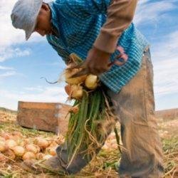 El Referendo por el Agro Colombiano busca modificar artículos de la Constitución Nacional, que tienen que ver con el sector agropecuario.