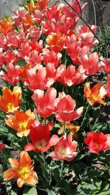 tamarmeyer's profile picture. Naloxone-carrying public mental health professional. Dogs, harm reduction, more kissing, more dancing. Black Lives Matter.