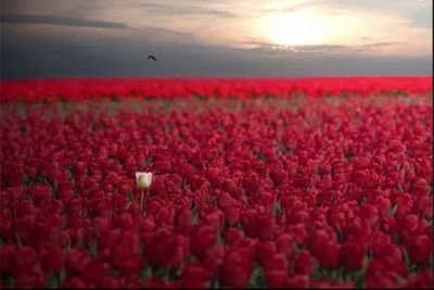 Love is the most difficult and dangerous form of courage. Courage is the most desperate, admirable and noble kind of love.