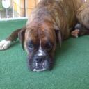 Danielle Thomas - @danit84 - Twitter