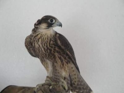 BsQcKthoAhEXms3's profile picture. عامه