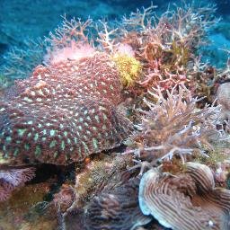 Based in Sesoko Station at the University of the Ruykyus in Okinawa. We are studying mainly coral ecology but also a variety of side topics in marine biology.