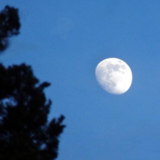 palace1281's profile picture. 