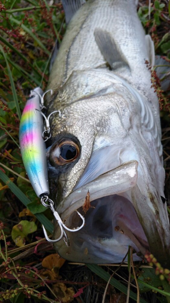 neichi86's profile picture. 秋田でミニ四駆大会の主催やってます。

ご依頼いただければ、
秋田県内ミニ四駆大会のイベント開催致します。まずはご連絡を。


シーバス・鯛ラバ・ジギング・ナマズ
鯉釣りしてます。