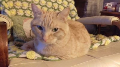 Nachomamama's profile picture. 