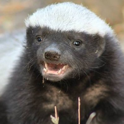 DFIRHoneyBadger's profile picture. Honey Badger don't care. Eats cyber cobras. So nasty.