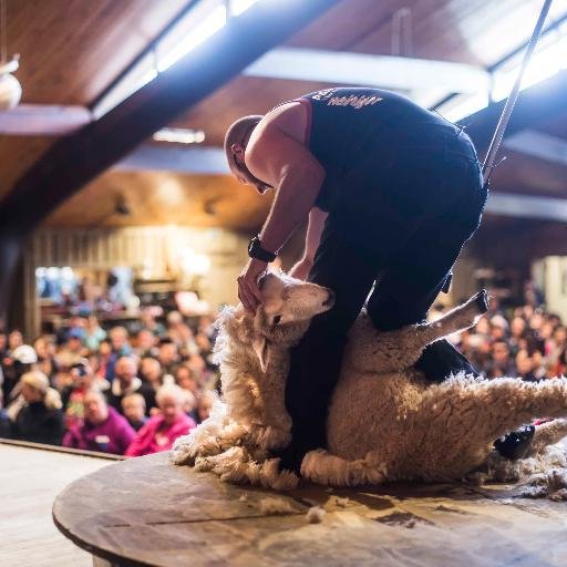 Showcasing NZ farming to the world.  Farm tours, Dog trials, Sheep shows Shops Supreme Winner 2012 Rotorua Biz Awards. Follow the super flock of sheep #agrodome