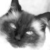 Floppycats.com (@floppycats) Twitter profile photo Floppycats.com (@floppycats) Twitter profile photo