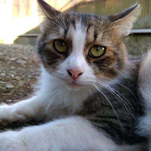 赤猫 (@Redcat4239) / Posts / X