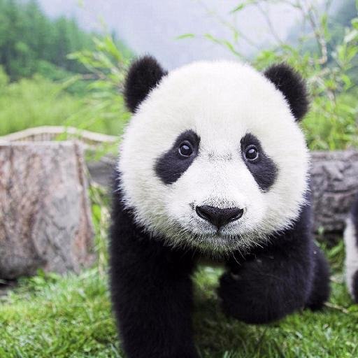 alex_panda92_'s profile picture. #pizzalover