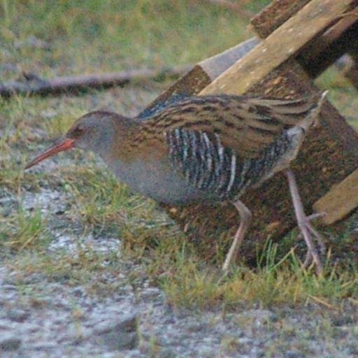 BurrayBirding's profile picture. I'm fortunate to live in Orkney, a place which some describe as bleak and barren but if you know where to look there is plenty of nature to explore and enjoy.