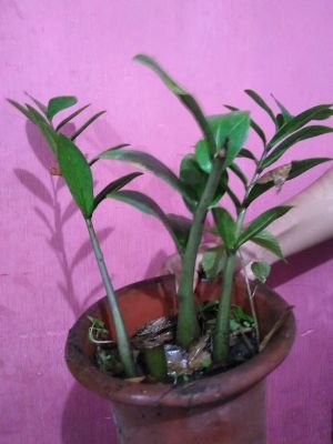 AaHeriMmtc's profile picture. 