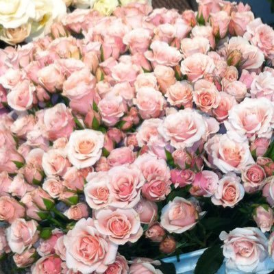Fresh Flowers for Weddings, Funerals, or any Special Occasions. We have gourmet chocolates. 302 Poyntz Ave. (800) 752-9105