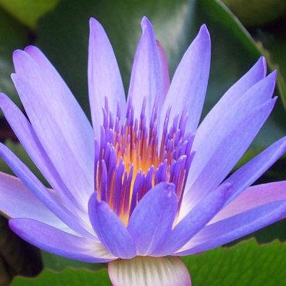 sweetsolutions4's profile picture. 