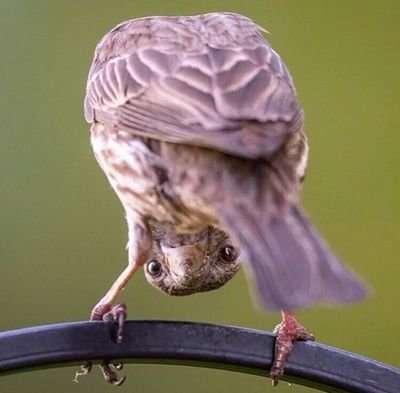 kho0oLio's profile picture. What ever