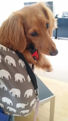 miporikku's profile picture. 息子を持つ４０代の主婦です☺
ミニチュアダックス飼ってます❗