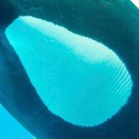 Commeの実 (@skythedolphin) 's Twitter Profile