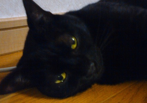 minraku's profile picture. 埼玉県比企郡の田舎育ち。理数系苦手なSE。
今更vtuberにはまる。
Q.s◯fmapの回し者?  A.数年前まで回し者、今では単なるヘビーユーザー。