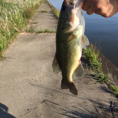 turifun's profile picture. バス釣り／ルアー／アジング