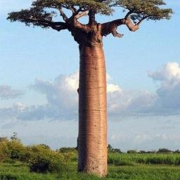 この木何の木