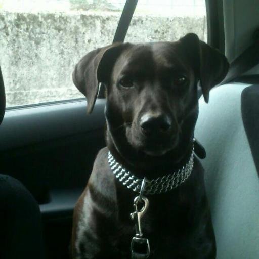 BlackRabbit71's profile picture. 