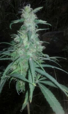 jslc_lopez's profile picture. slo