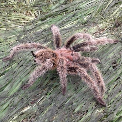 rgmarcha's profile picture. 