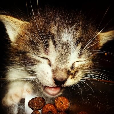 soy como un gato jono, me gusta masticar las setas, saborear los ácidos y los ratones intravenosa.