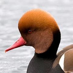 LhotkaKarel's profile picture. 