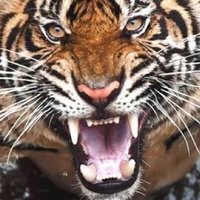 mark mcdonell 🐅🐅🏆 (@mcdonellaussie) 's Twitter Profile