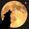 BanKillContests's profile picture. End wildlife-killing contests everywhere...Protect America's wolves...Stop trophy hunting...Follow us on bluesky!