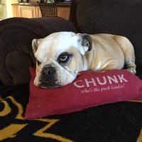Chunk (@chunk_bulldog) 's Twitter Profile
