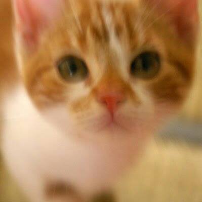 boyzgun's profile picture. Dreaming of open air with 猫 Nana... (^_^)/