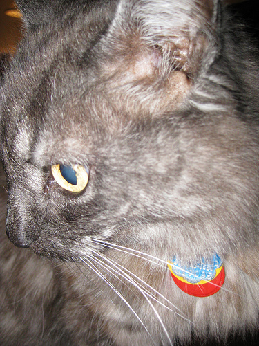 Meow! I'm the feline goddess that manages Emme Rogers. A full time job I can assure you. And no my name is not Fuzzywiggle Furrypants Roo. Silly humans.