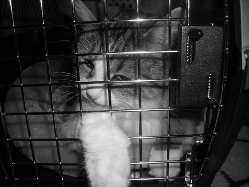 Melissa is an avid lover of animals. She experience in all catty affairs from new kitten catastrophes, mean kitty mishaps to proper kitty liter proportions.