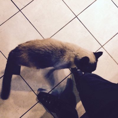 light_abc24's profile picture. 印刷機直すマン12年目 知り合いの皆さんは気軽にフォローしてください！