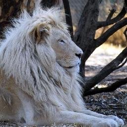 Twitter 上的 落合陽一 Yoichi Ochiai 養老孟司の想定を超えた 落合陽一 の考え方 Book Bang Yahooニュース T Co Aul26oj6d6 Twitter