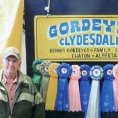 Clydesdale Horses For Sale at All Times