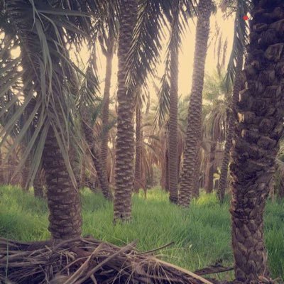 ha_aqeel's profile picture. 