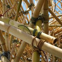 Desert Bamboo (@desertbamboocom) 's Twitter Profile