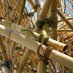 Desert Bamboo (@desertbamboocom) Twitter profile photo Desert Bamboo (@desertbamboocom) Twitter profile photo