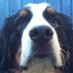 Cooper 🌈 (@CoopertheBMD) Twitter profile photo