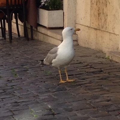 pagolozzo's profile picture. 