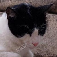 Noddy (@nodoffblog) 's Twitter Profile