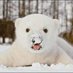 🐻❄️ (@zvmslb) Twitter profile photo 🐻❄️ (@zvmslb) Twitter profile photo
