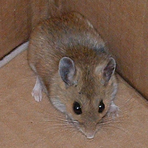 cornermouse's profile picture. A shy quiet mouse...in a corner, where else?