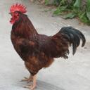 Michael Schaffer - @schaffem111 - Twitter